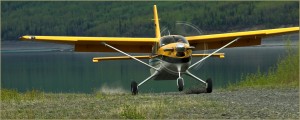 kodiak kodiak