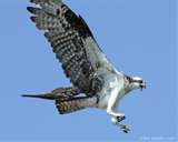 osprey osprey